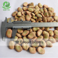 Chinese dried broad beans with export broad beans